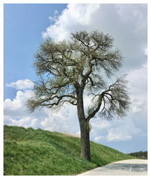 Altehrwürdiger Straßenbirnbaum / Landkreis ED 2020