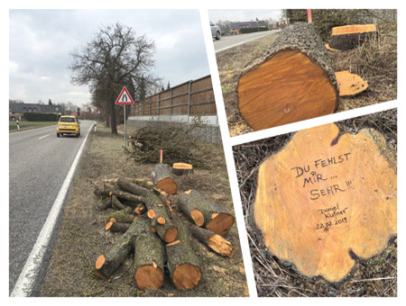 Sinnlos gefällter Birnbaum (Staatsstraße bei Langenpreising / Landkreis Erding 2019