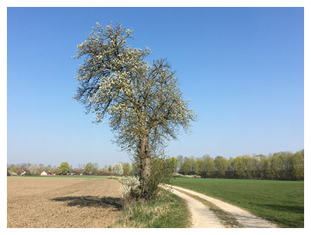 Alter Birnbaum bei Langenpreising