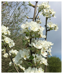 Birnbaumblüten an der Staatsstraße