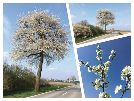 Blühende Wildkirschen, Staatsstraße zwischen Erding und Reichenkirchen (2020)