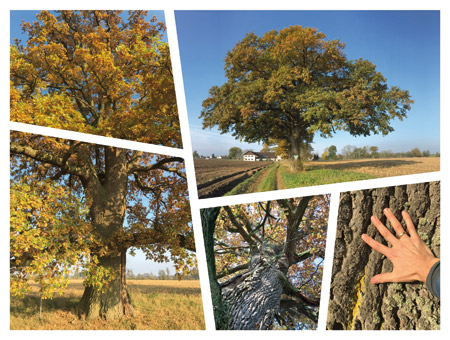 Naturdenkmal "Eichen bei Felben" (Landkreis Erding, 2019)
