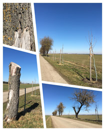 Reaktivierte Obstbaumreihe zwischen Moosburg und Freising / 2021