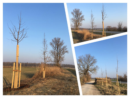 Neu gepflanzte Baumreihe bei Moosburg