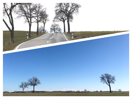 Straßenbäume | Erhalten & erneuern