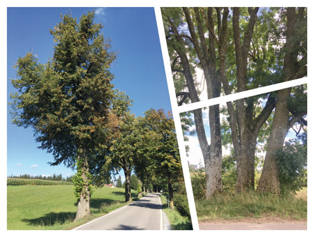 Wartenberger Lindenallee (2020)