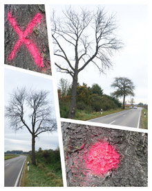 Zur Fällung markierte Wildkirsche (2021)