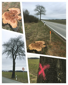 Wieder einige Wildkirschen weniger (2022)