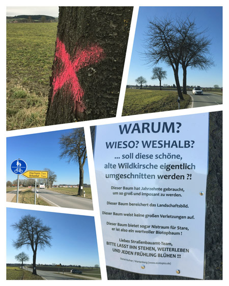 Zur Pflege oder Fällung markierte Wildkirsche (2022)
