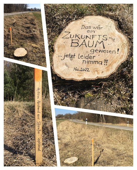 Unnötig gefällter Zukunftsbaum (Staatsstraße vor dem Ortseingang nach Wartenberg, 2022)