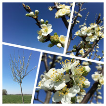 Zwetschgenbaumblüte